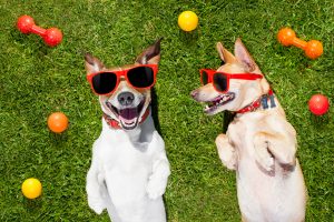 couple of dogs funny and laughing on grass or meadow in park with pet toys all over , on summer vacation holidays