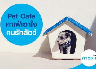 Pet Café คาเฟ่เอาใจคนรักสัตว์