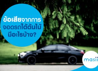 ข้อเสียจากการจอดรถใต้ต้นไม้มีอะไรบ้าง?