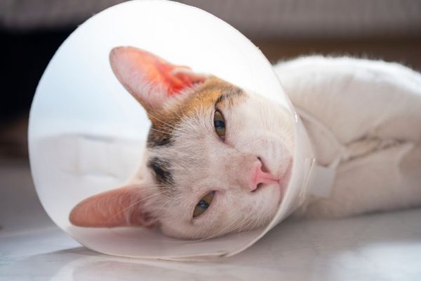 แมวเป็นหวัด ทำไงดี มีวิธีรักษาอย่างไร ประกันสัตว์เลี้ยงคุ้มครองค่ารักษาพยาบาลไหม