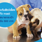 ซื้อประกันสัตว์เลี้ยง กับ masii เบี้ยสบายกระเป๋า เริ่มต้น 500 บาท