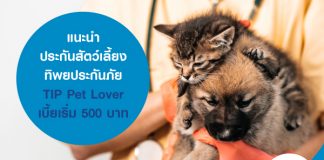 แนะนำประกันสัตว์เลี้ยง ทิพยประกันภัย TIP Pet Lover เบี้ยเริ่ม 500 บาท