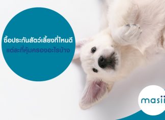 ซื้อประกันสัตว์เลี้ยงที่ไหนดี แต่ละที่คุ้มครองอะไรบ้าง