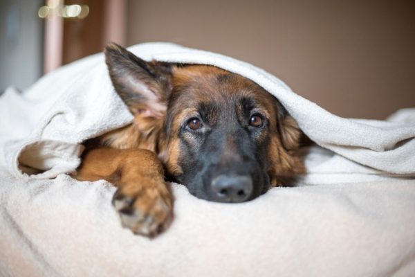 เตือนภัยหน้าหนาว กับโรคร้ายที่ทำให้น้องหมาเจ็บป่วย