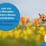 masii รวม 10 วิธีคลายร้อน ให้น้องหมา-น้องแมว ป้องกันฮีทสโตรก พร้อมแนะ ประกันสัตว์เลี้ยง ที่ไม่ควรพลาด!