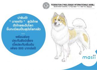 น่ายินดี!  “ บางแก้ว ”  สุนัขไทย ดังไกลระดับโลก ขึ้นทะเบียนเป็นสุนัขโลกแล้ว....พร้อมส่อง ประกันสัตว์เลี้ยง เบี้ยประกันเริ่มต้นเพียง 500 บาทต่อปี