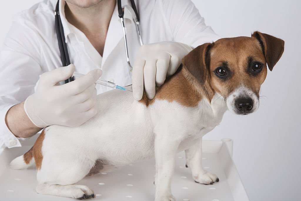 "วัคซีนสุนัข" ที่น้องหมาควรได้รับ มีอะไรบ้าง หากทำ ประกันสัตว์เลี้ยง คุ้มครองค่าฉีดวัคซีนด้วยนะ