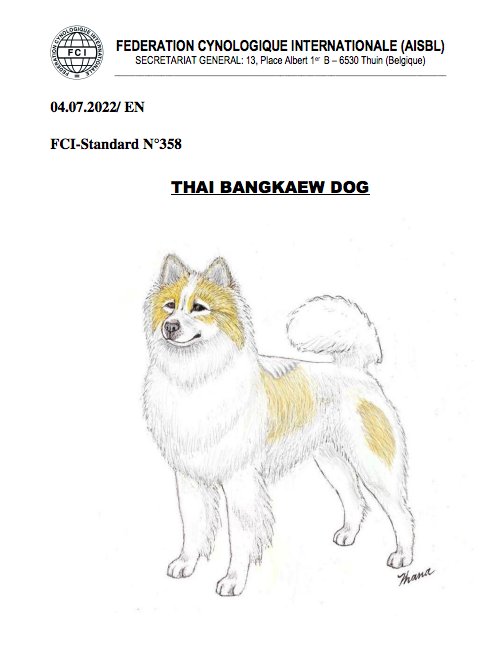 THAI BANGKAEW DOG
