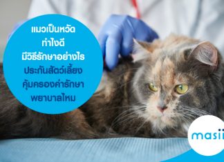แมวเป็นหวัด ทำไงดี มีวิธีรักษาอย่างไร ประกันสัตว์เลี้ยงคุ้มครองค่ารักษาพยาบาลไหม