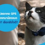 ซื้อปลอกคอ GPS ให้น้องหมาน้องแมว ดีไหม? เลือกยังไงดี หากสัตว์เลี้ยงหาย ประกันสัตว์เลี้ยงคุ้มครองไหม