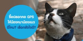 ซื้อปลอกคอ GPS ให้น้องหมาน้องแมว ดีไหม? เลือกยังไงดี หากสัตว์เลี้ยงหาย ประกันสัตว์เลี้ยงคุ้มครองไหม