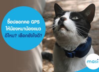 ซื้อปลอกคอ GPS ให้น้องหมาน้องแมว ดีไหม? เลือกยังไงดี หากสัตว์เลี้ยงหาย ประกันสัตว์เลี้ยงคุ้มครองไหม