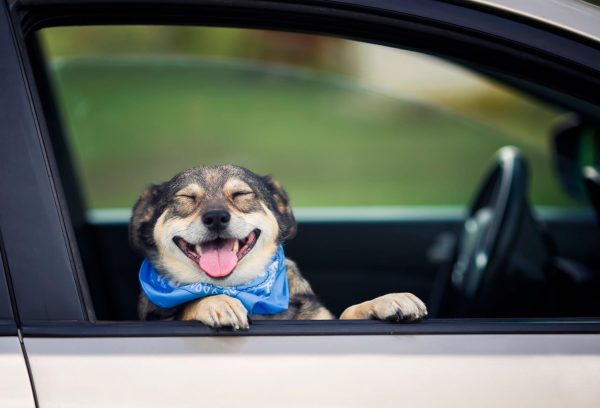 ทาสหมาควรรู้! 5 เทคนิค พาน้องหมาขึ้นรถเที่ยวทางไกล ไม่เมารถ พร้อมแนะ ประกันสัตว์เลี้ยง ที่ไม่ควรพลาด