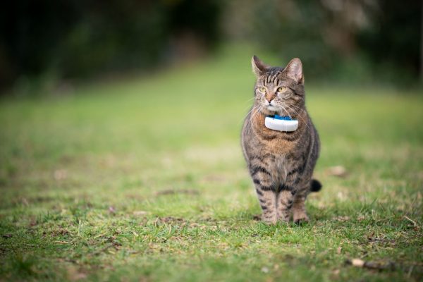 ซื้อปลอกคอ GPS ให้น้องหมาน้องแมว ดีไหม? เลือกยังไงดี หากสัตว์เลี้ยงหาย ประกันสัตว์เลี้ยงคุ้มครองไหม