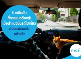5 เคล็ดลับที่ทาสแมวต้องรู้! เมื่อนำแมวขึ้นรถไปเที่ยว ต้องเตรียมตัวอย่างไร