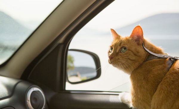 5 เคล็ดลับที่ทาสแมวต้องรู้! เมื่อนำแมวขึ้นรถไปเที่ยว ต้องเตรียมตัวอย่างไร