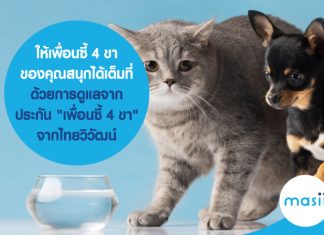 ให้เพื่อนซี้ 4 ขา ของคุณสนุกได้เต็มที่ ด้วยการดูแลจาก ประกัน "เพื่อนซี้ 4 ขา" จากไทยวิวัฒน์