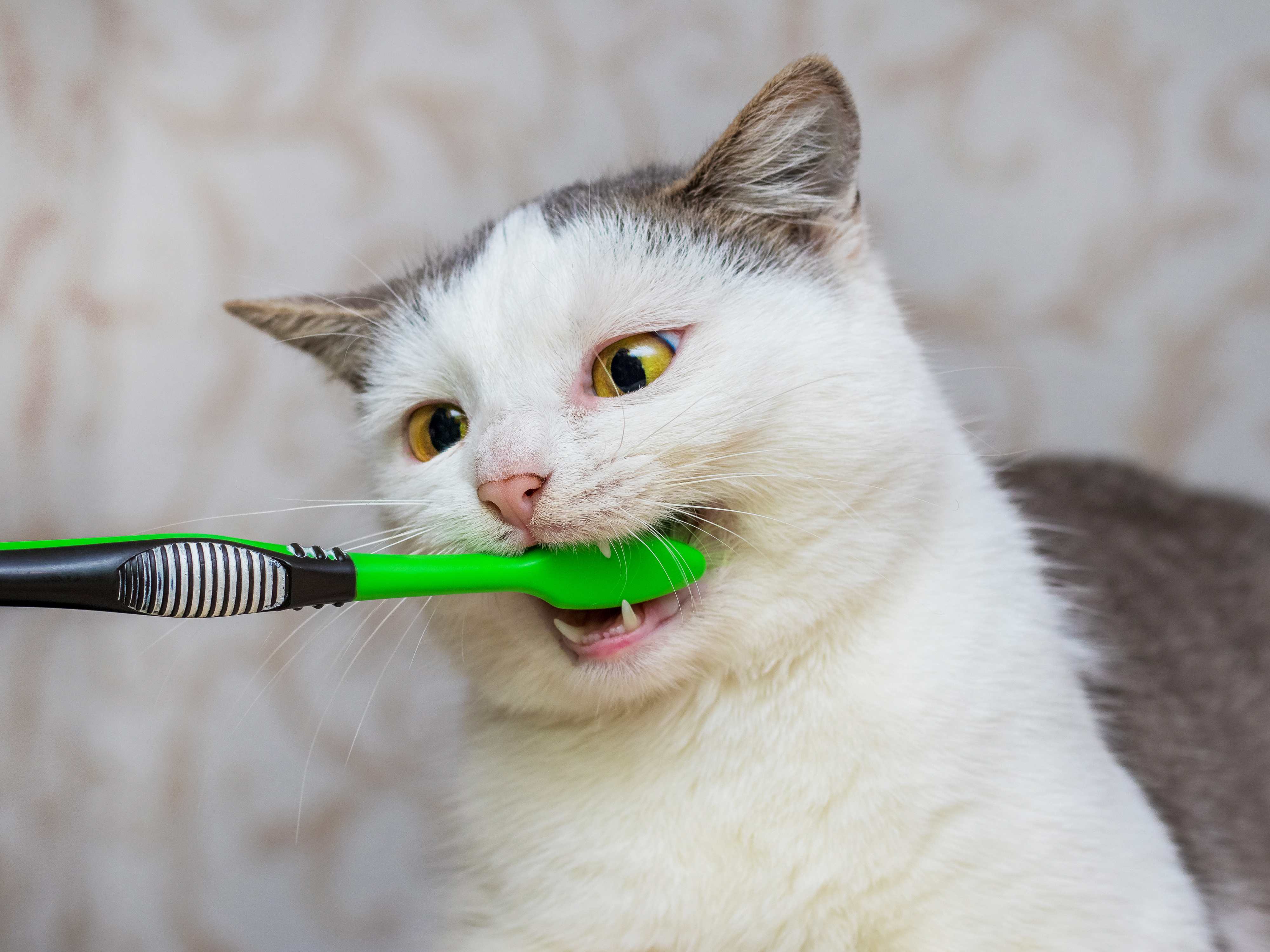 แปรงฟัน แมว