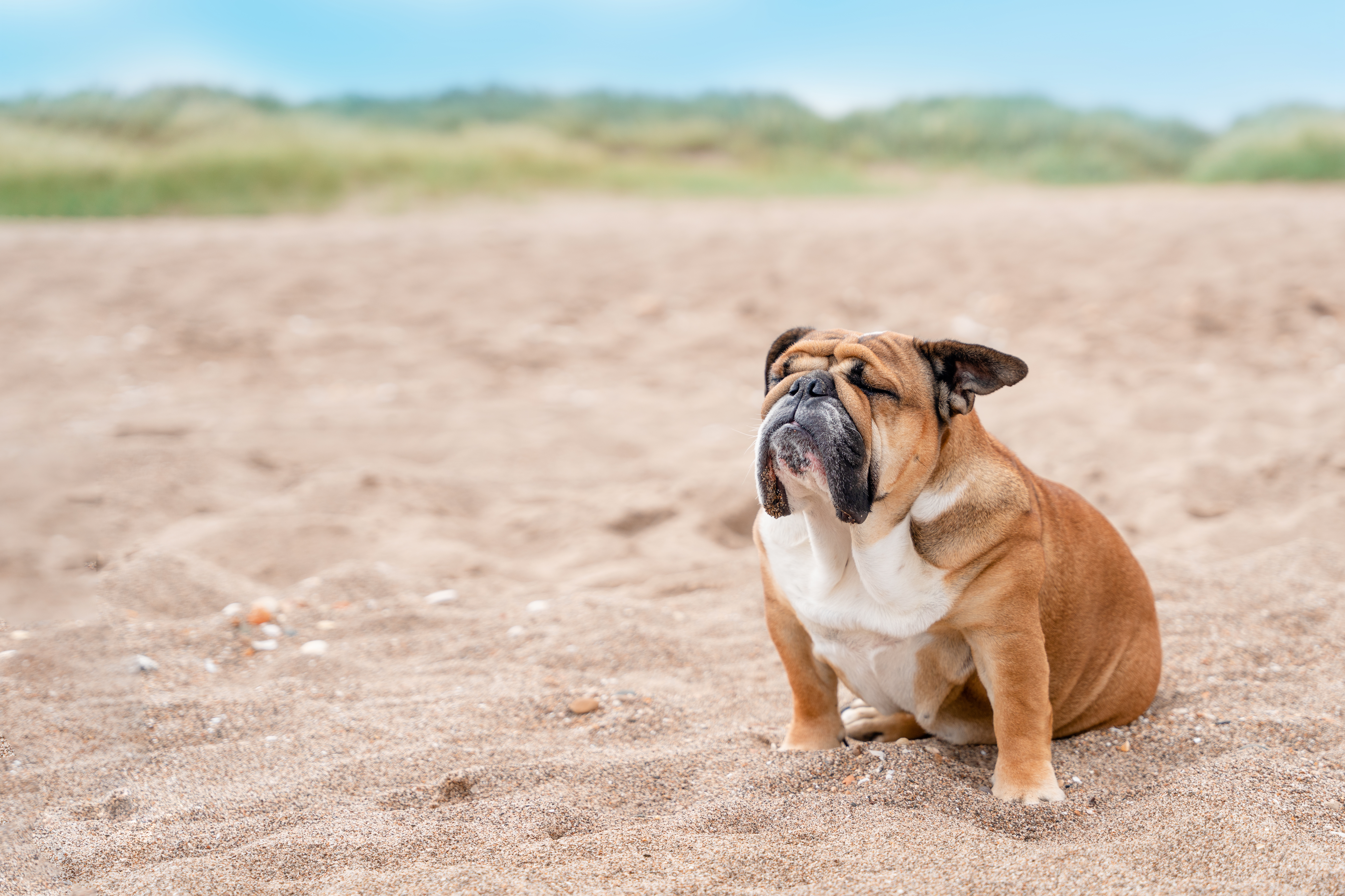 สุนัข นั่งบนทราย อากาศร้อน