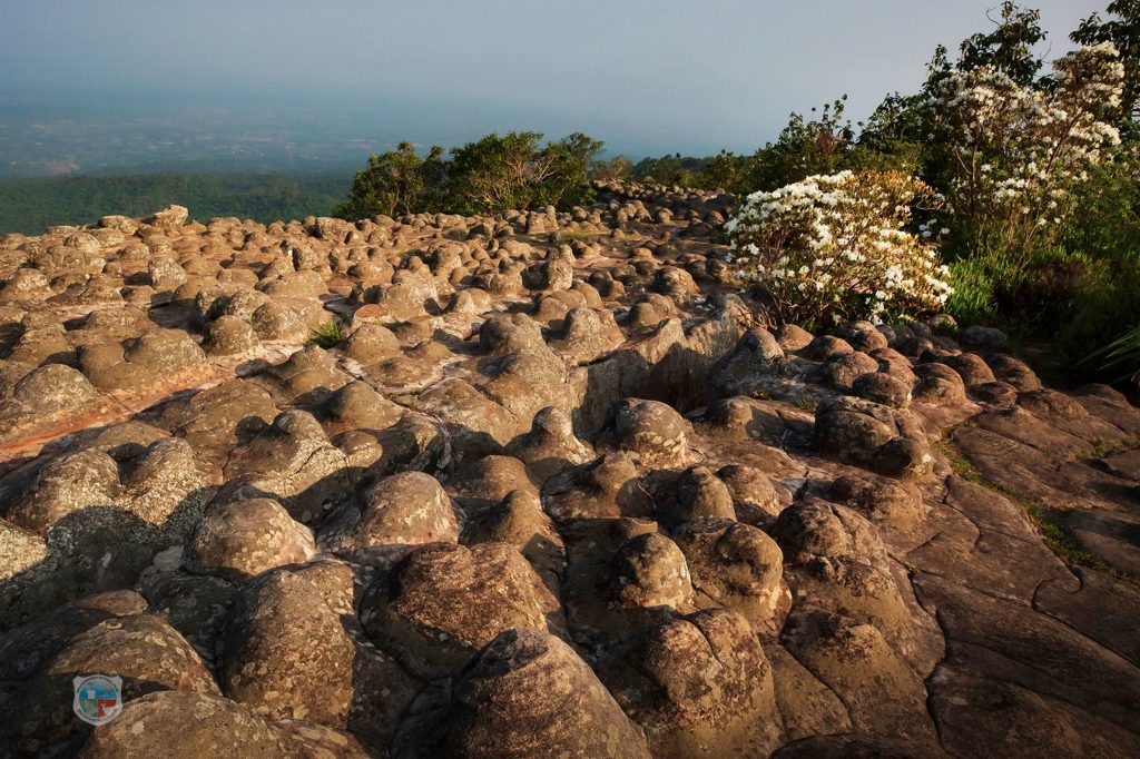ลานหินปุ่ม ภูหินร่องกล้า